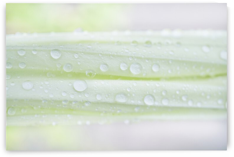 Soft Green Moonflower Bud Landscape 1 by Iris H Richardson