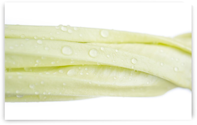 Soft Green Yellow Moonflower Bud Landscape 1 by Iris H Richardson