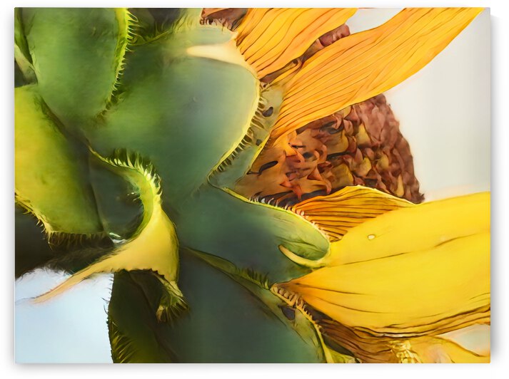 Sunflower Budding by Lisa Drew