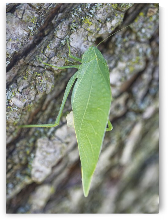 Greater Angle-wing  by Iris H Richardson