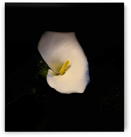 Blanche by Christina 