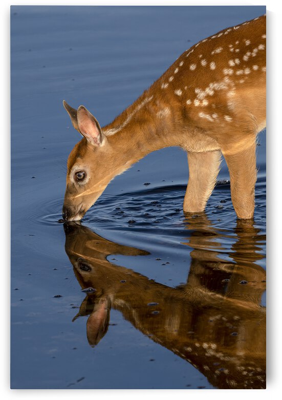 Soif by Sophie Thibault