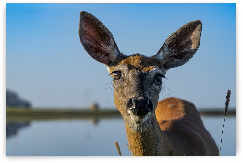 Doux yeux de biche by Sophie Thibault