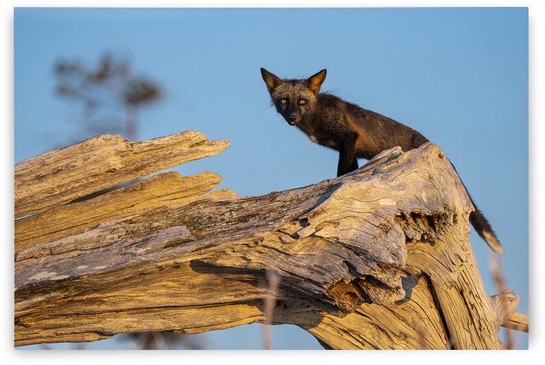 Des yeux de feu by Sophie Thibault