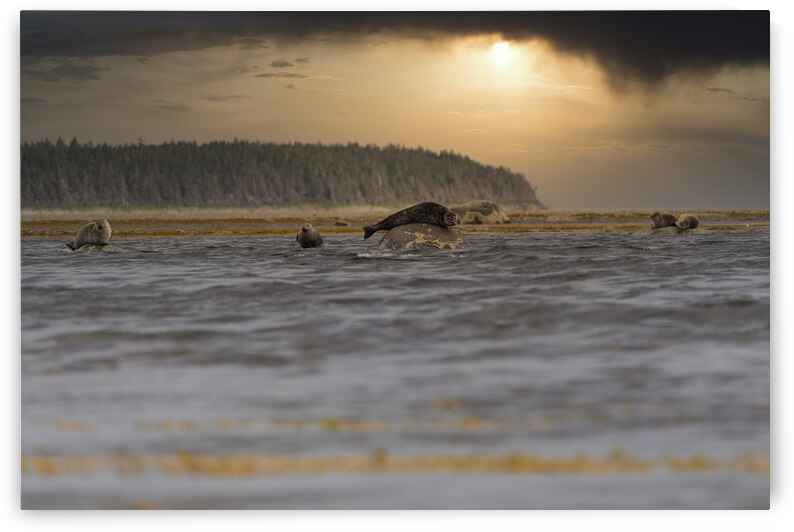 Phoques by Sophie Thibault