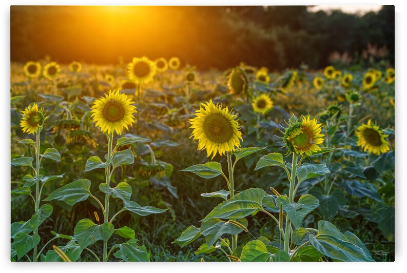 Sunset At Sunflower Field by Jennifer White