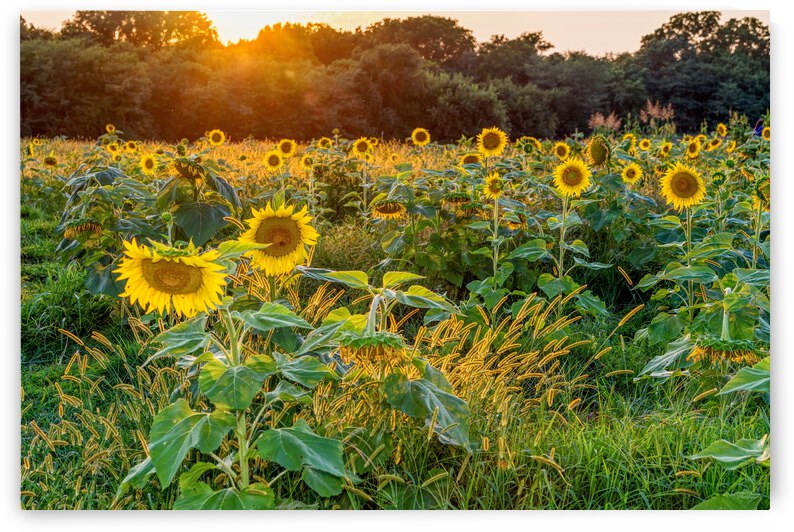Field Of Golden Sunflowers by Jennifer White