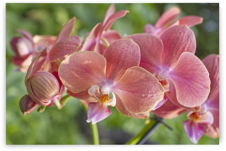 Pink Orchids in Morning Sun by Iris H Richardson