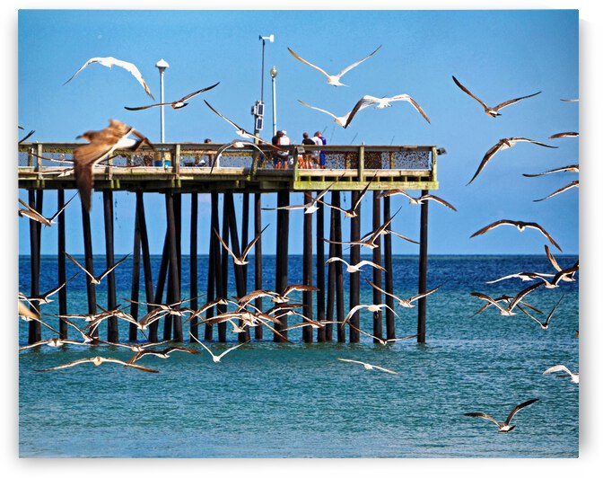 Seagulls Flocking the Ocean City Pier by Bill Swartwout Photography