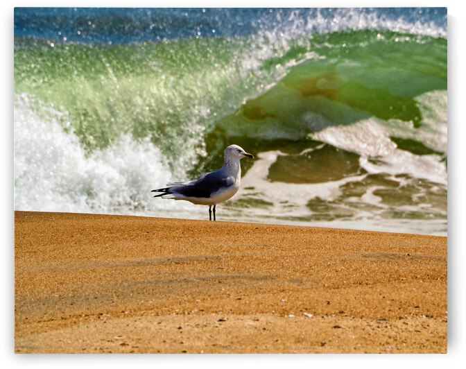 Seagull Alone on the Ocean City Beach by Bill Swartwout Photography