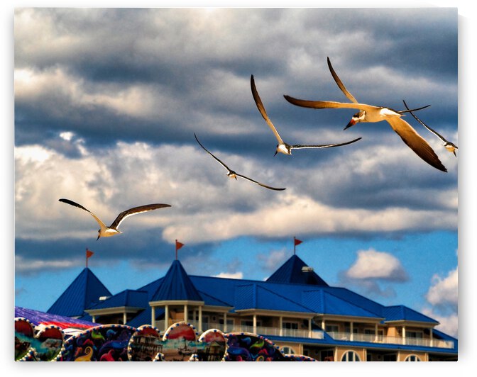 Seagulls Heading Home to the OC Boardwalk by Bill Swartwout Photography