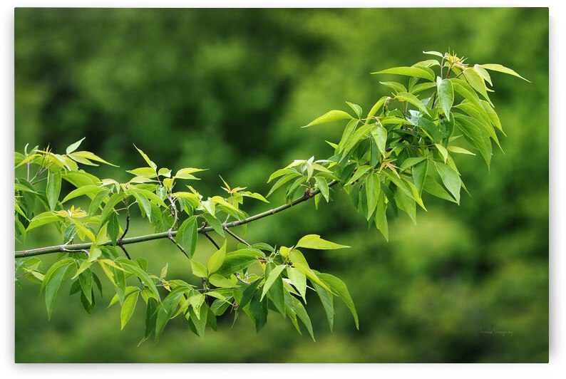 Petite branche ete | Small branch summer by Louise Tanguay