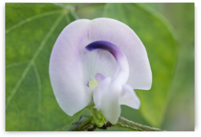 Trailing Fuzzy Bean Flower by Iris H Richardson