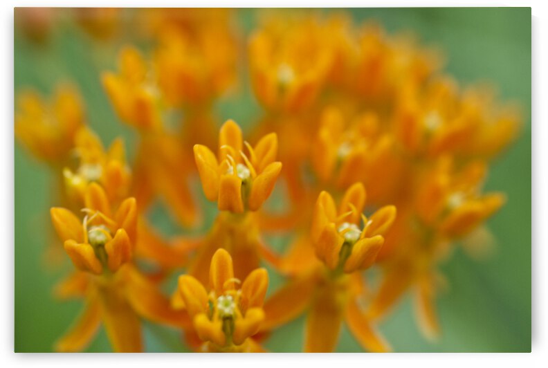 Orange Milkweed on Green by Iris H Richardson