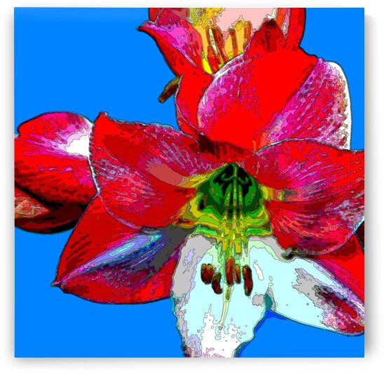 AMARYLLIS by LES MAYERS 