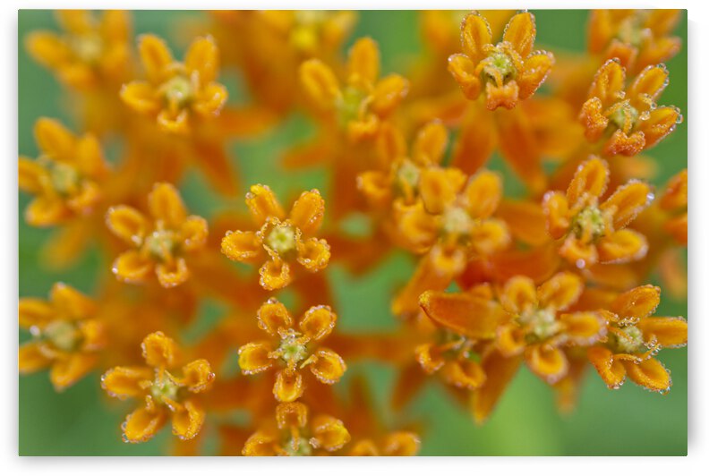Orange Milkweed with Morning Dew by Iris H Richardson