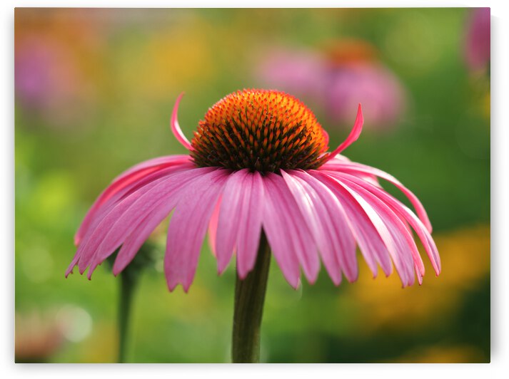 Little Devil by Suzanne Bonin