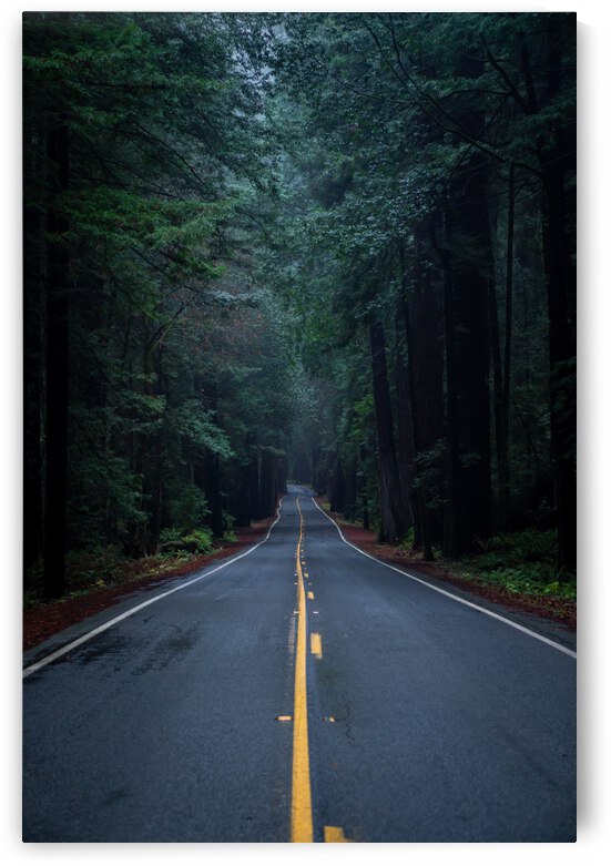 Avenue of the Giants by Noah Lang