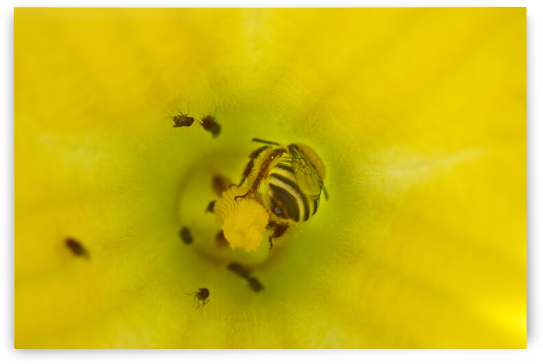 Honeybee in Pumpkin Flower  by Iris H Richardson