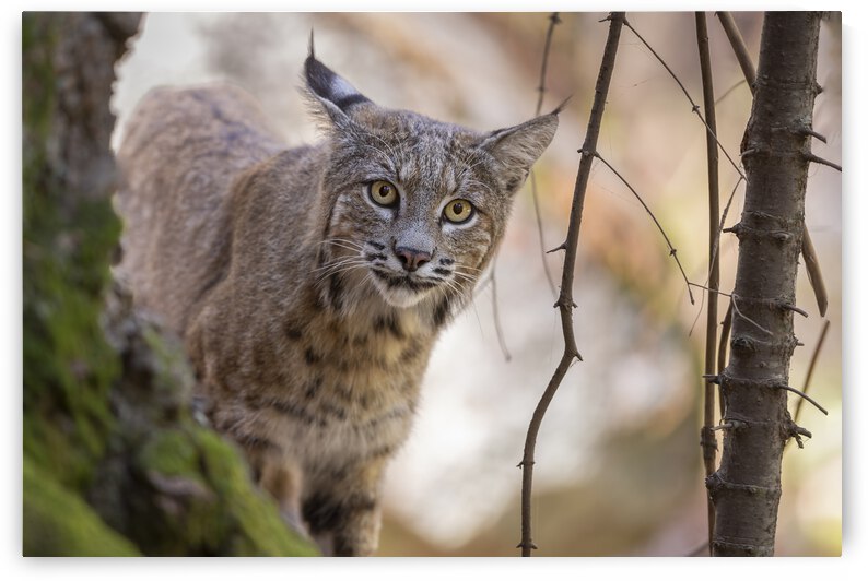 Eye Contact by Gustavo Costa