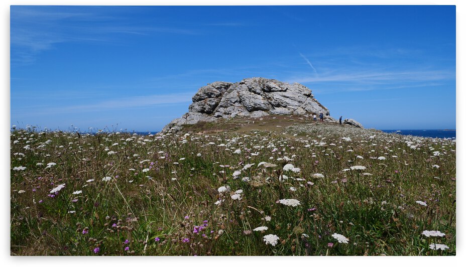 Rock and flowers  by Cedric Doz