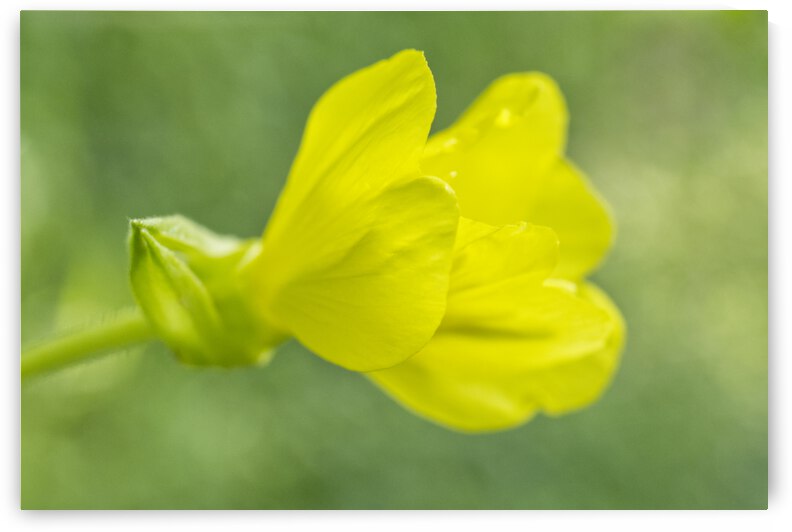 Common Evening-Primrose Oenothera biennis by Iris H Richardson