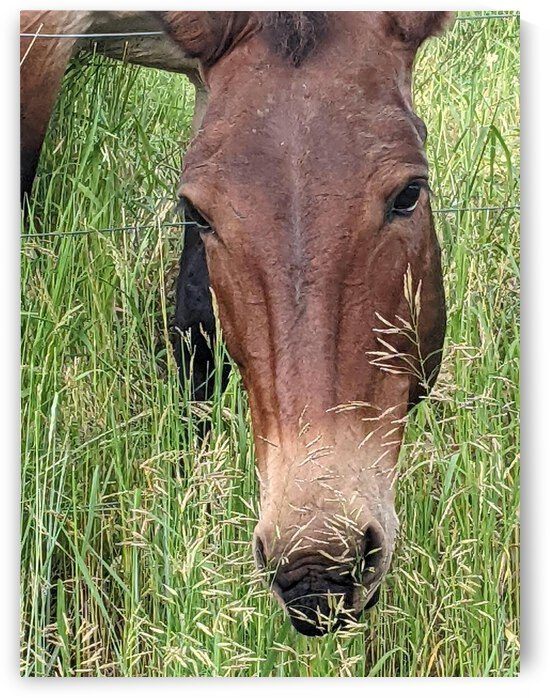 Bozeman Horse by AMJ