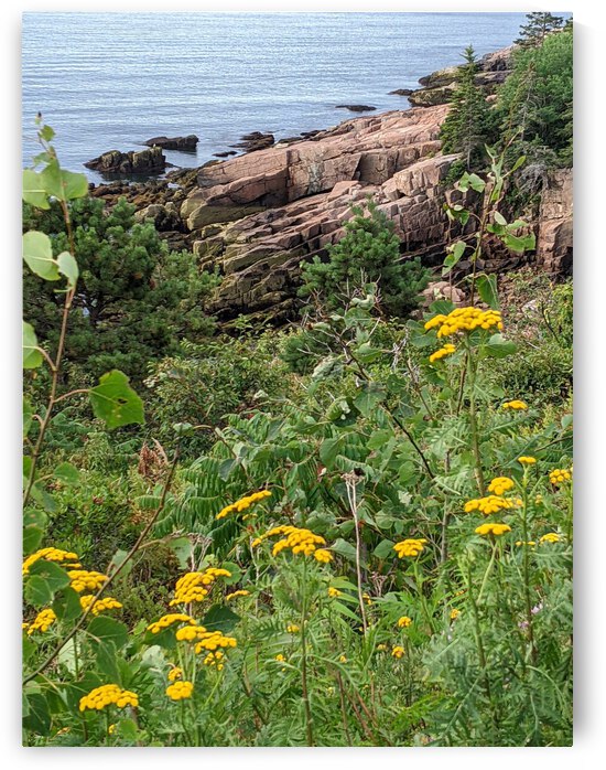 Acadia National Park by AMJ
