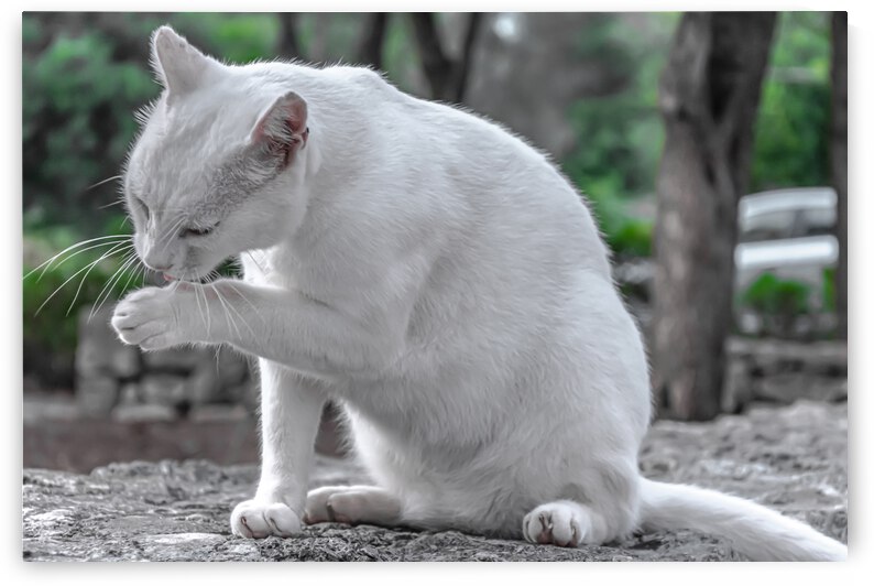 White cat licking paw by Vedad Ceric