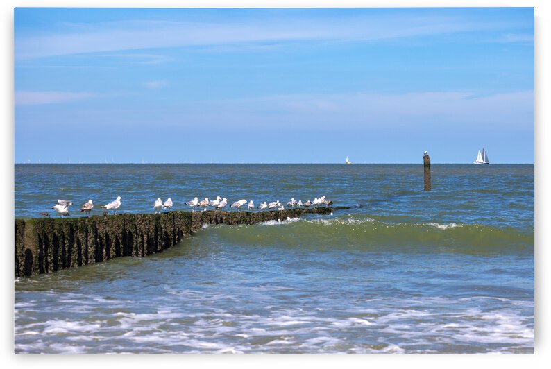 IMG 6715 by Sebastian Radu