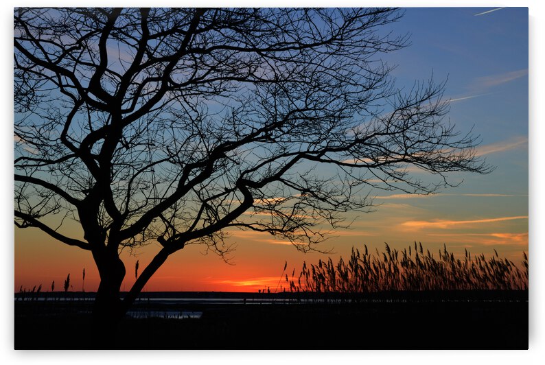 Sunset Tree in Ocean City by Bill Swartwout Photography