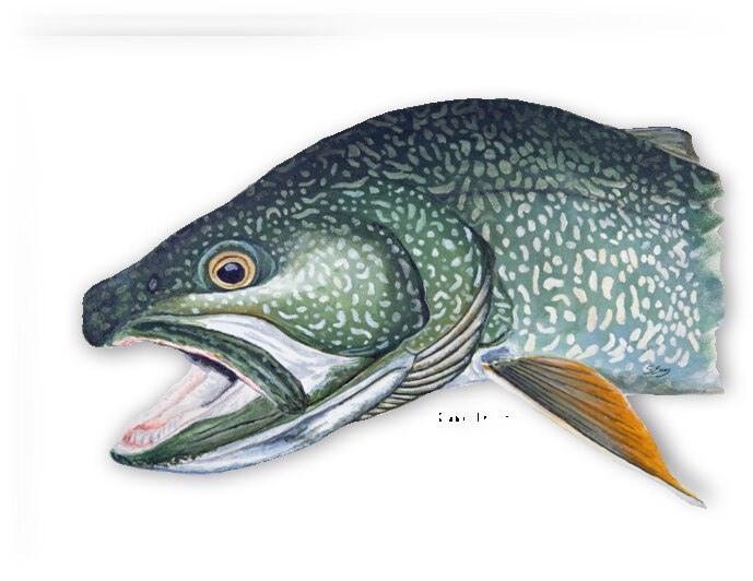 Siscowet Lake Trout Painting by Stephen Emms