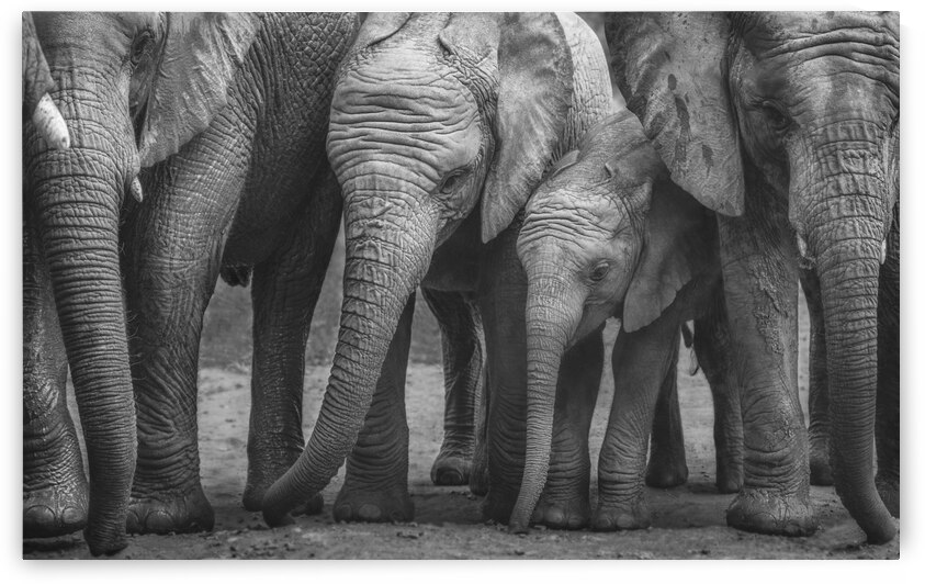 Elephants stand by me by Vanessa C Photo
