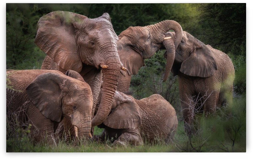 Elephants affection by Vanessa C Photo
