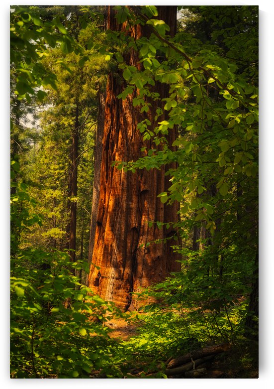 Towering Giant Sequoia Tree  Mariposa Groves by Abigail Diane Photography