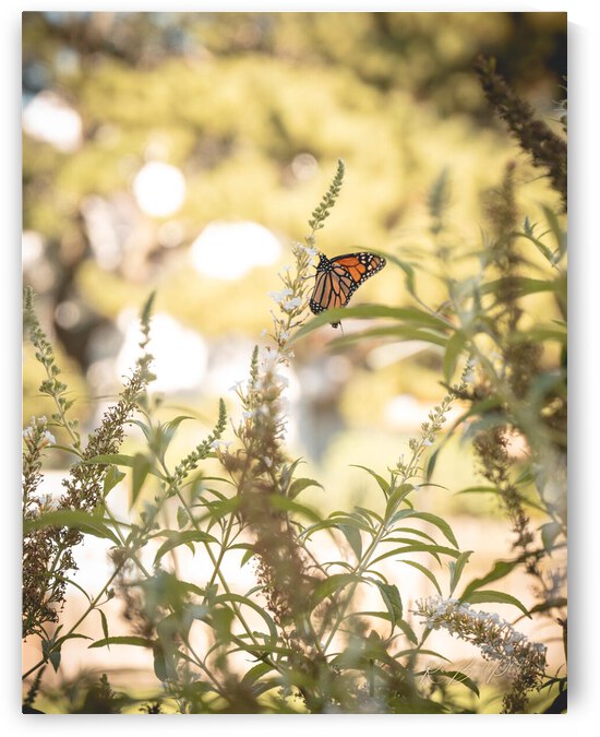 Floating on a Breeze by RawBeltPhotos