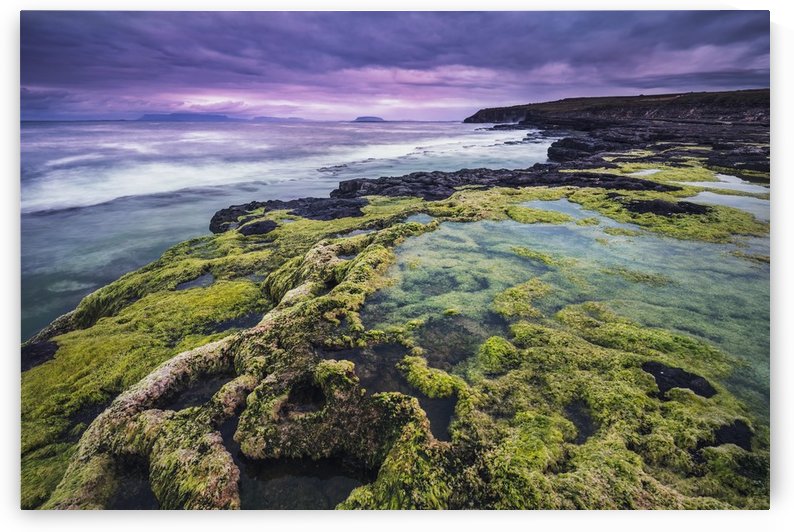 Medusa by Daniele Zedda