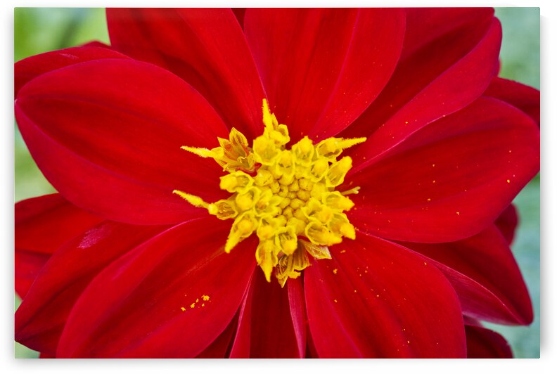 Red Dahlia Flower Macro by Iris H Richardson
