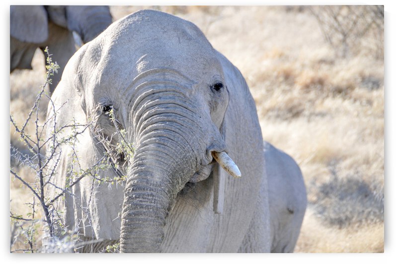 Elephant by GAIA PHOTO CO