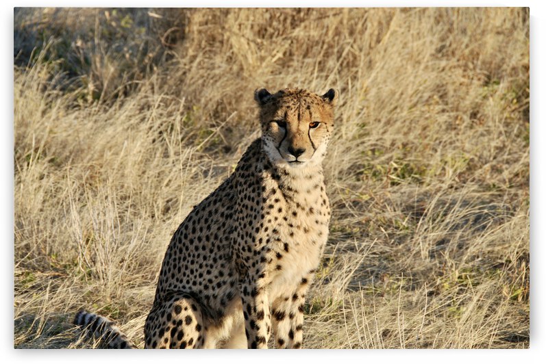 Cheetah by GAIA PHOTO CO