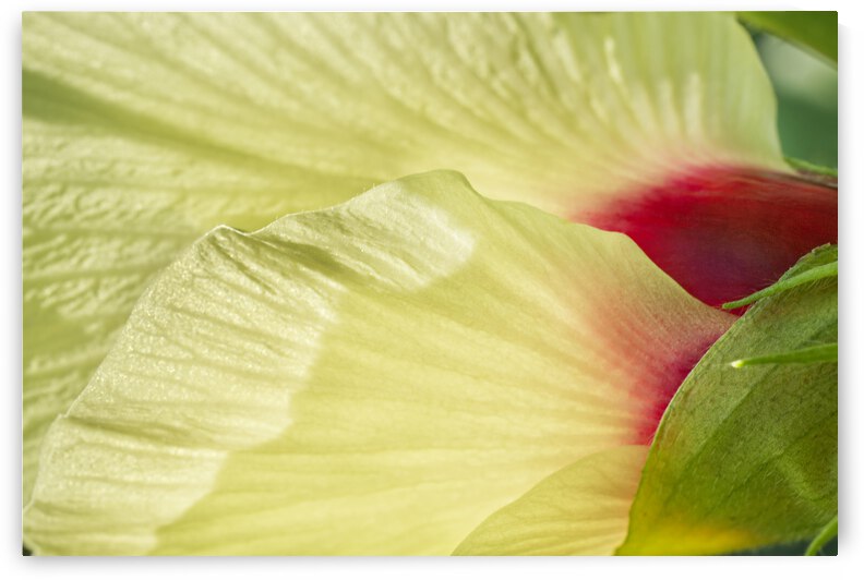 Okra Flower Macro by Iris H Richardson
