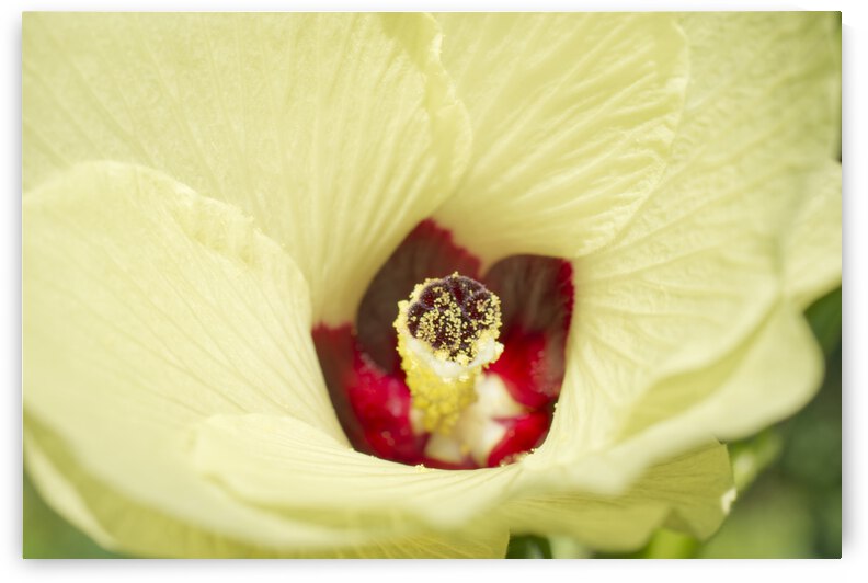 Okra Flower with Red Center by Iris H Richardson