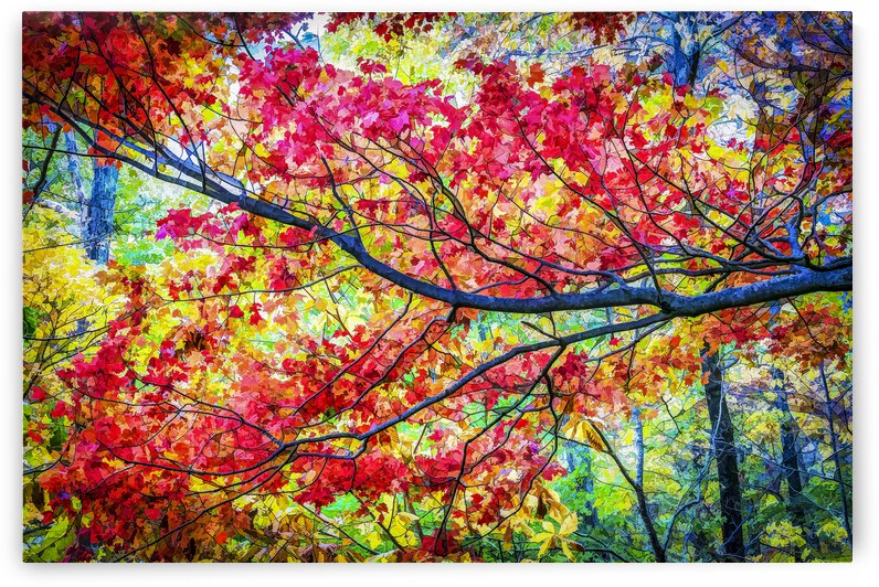 Fall Foliage Great Smoky Mountains X100 by Rich Franco