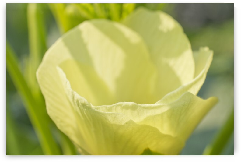 Okra in the Sun by Iris H Richardson