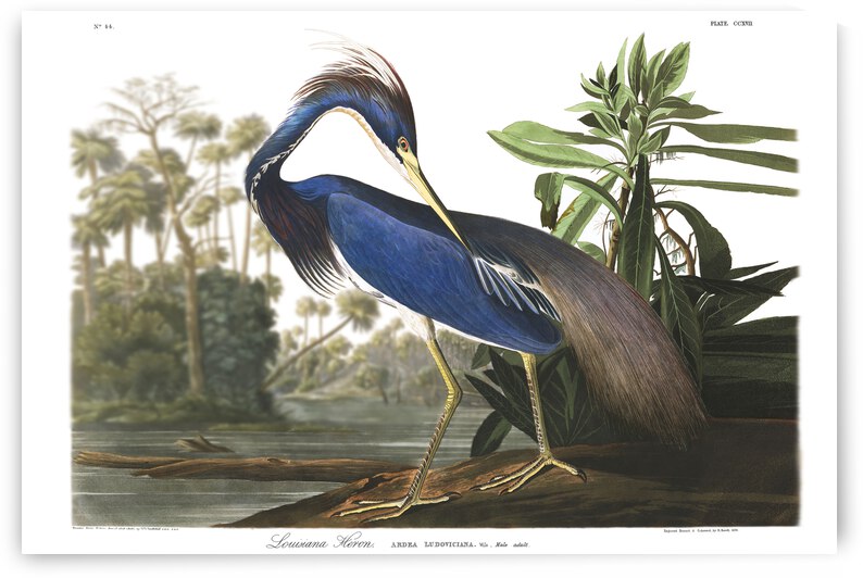 24x36 lou heron by Photo Artistry