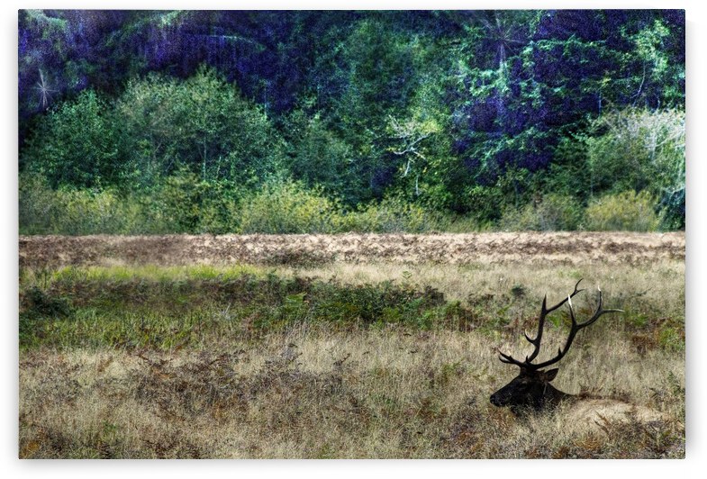 Elk by Barbara Linkevitch