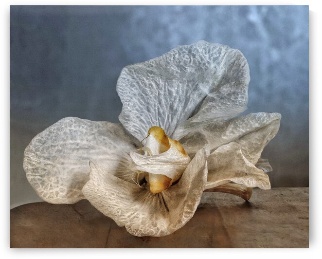 Dying Orchid by Barbara Linkevitch