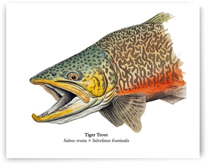 Tiger trout Painting by Stephen Emms