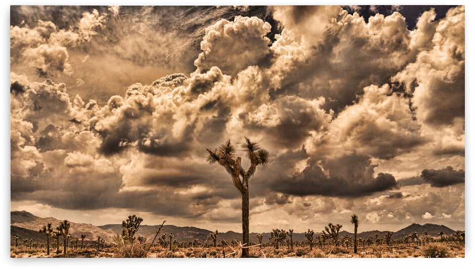 Joshua Storm by Barbara Linkevitch