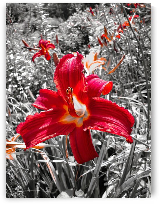 The Bloom by Blaine Stoner